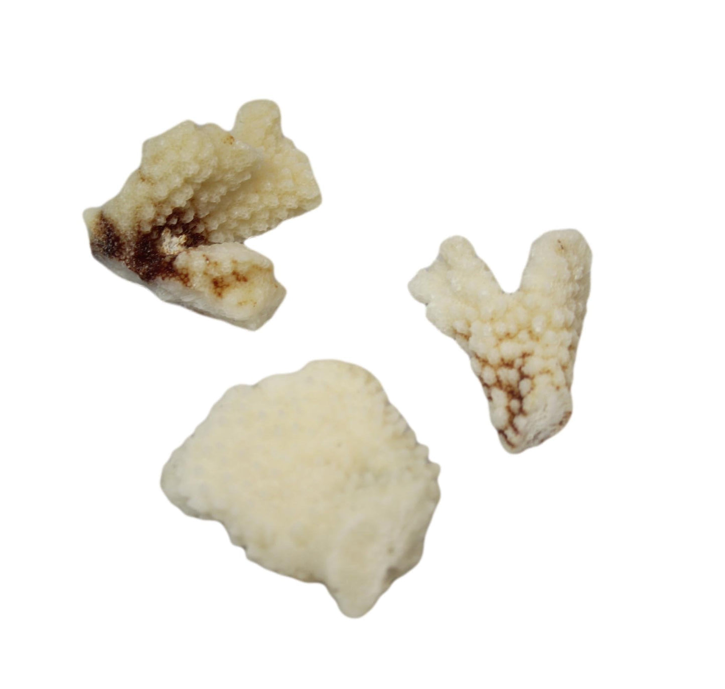 Natural White Stone Seashells Beach Shells Aquarium Decor 4 - 7cm Pack of 3 4528 (Parcel Rate)