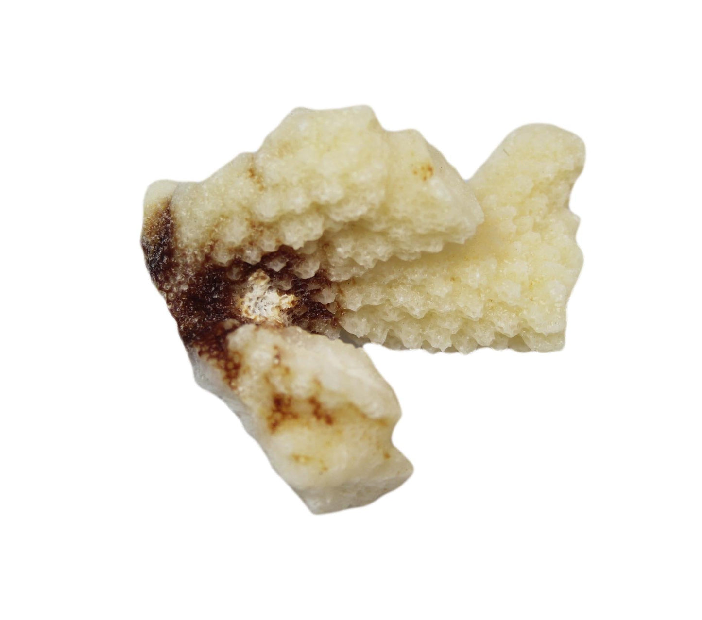 Natural White Stone Seashells Beach Shells Aquarium Decor 4 - 7cm Pack of 3 4528 (Parcel Rate)